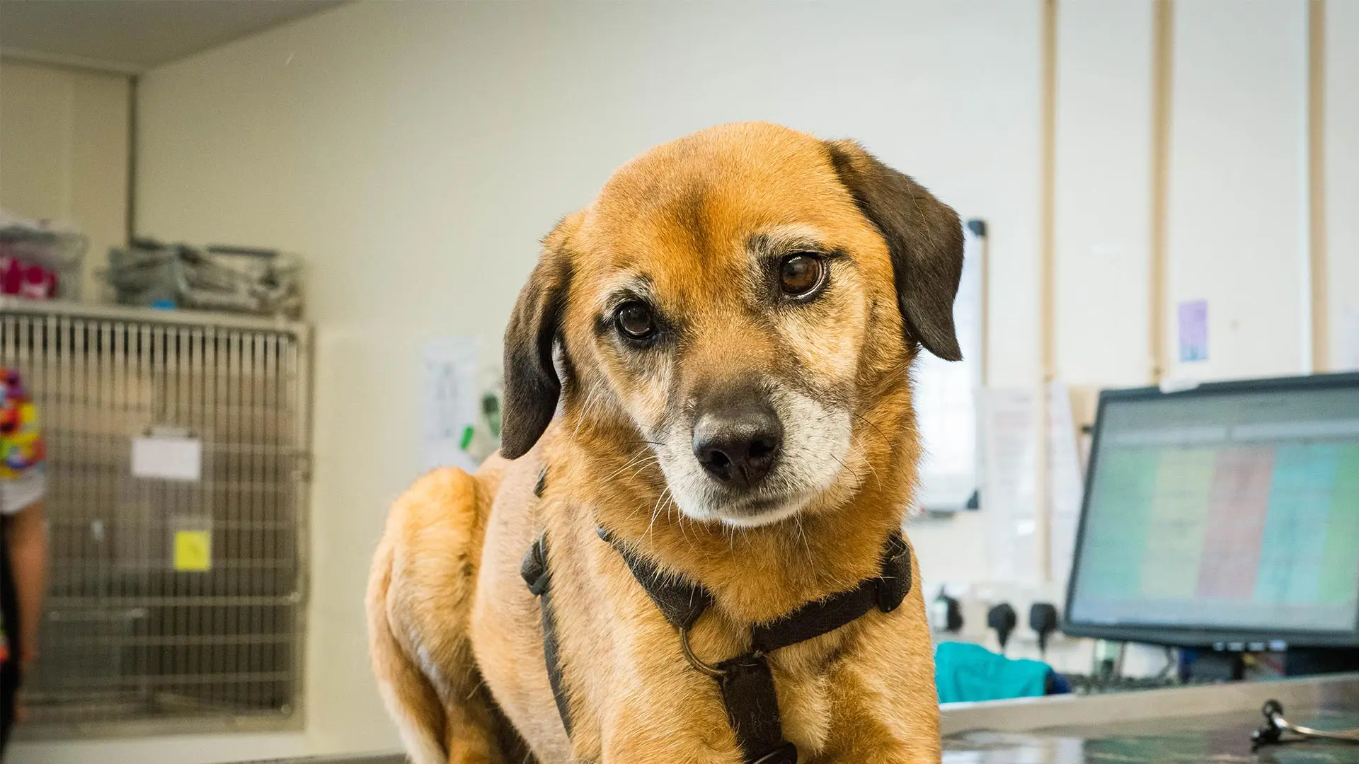dog at a vet consultation