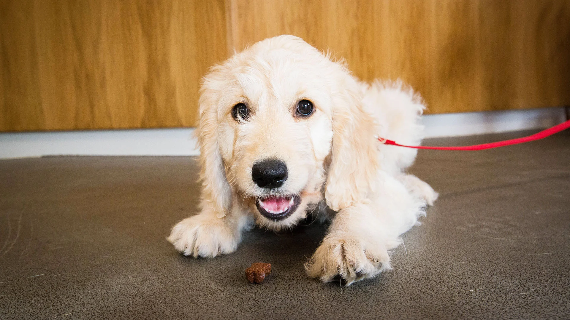 golden puppy eating treat