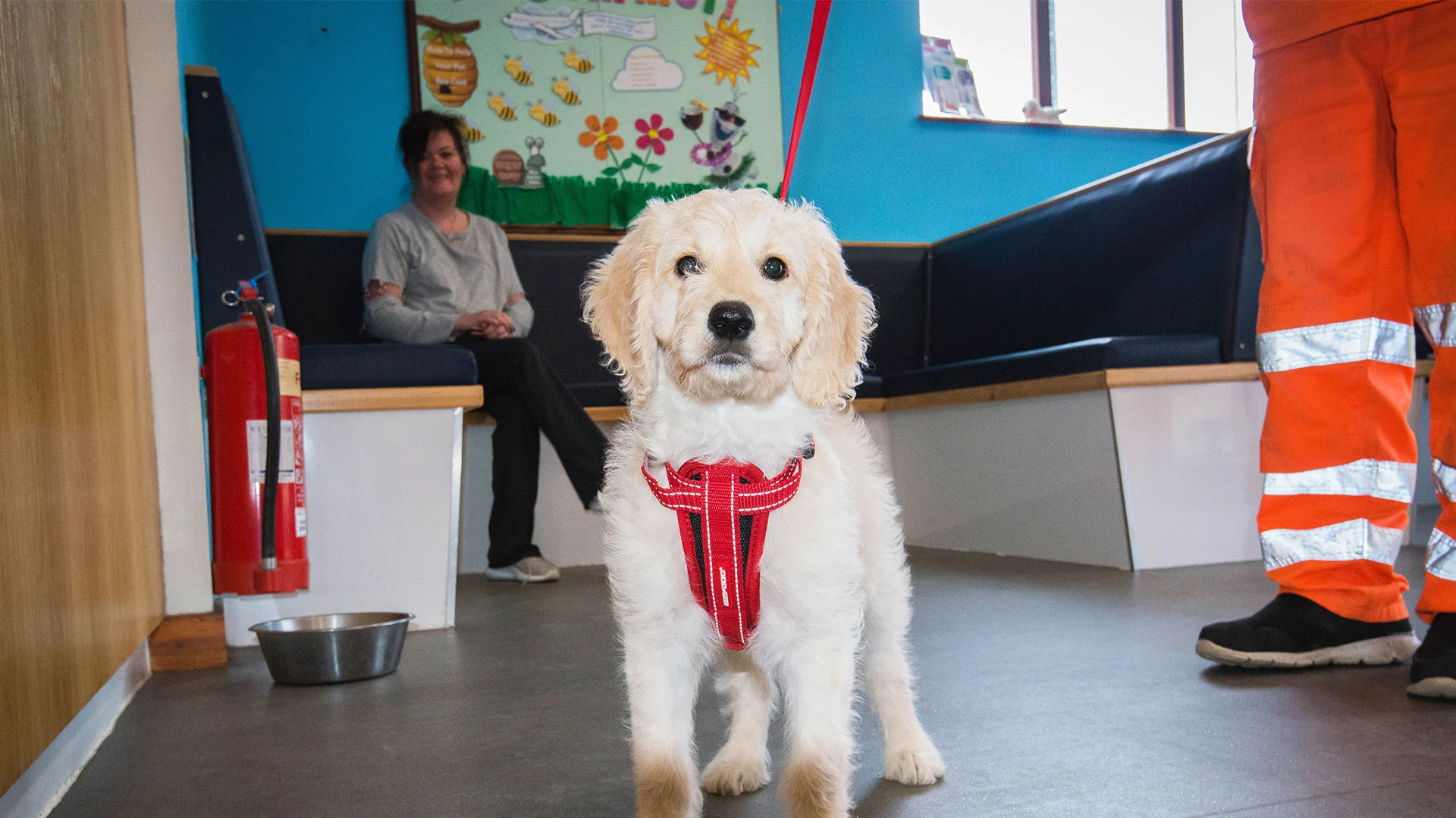 labradoodle puppy in vets waiting area