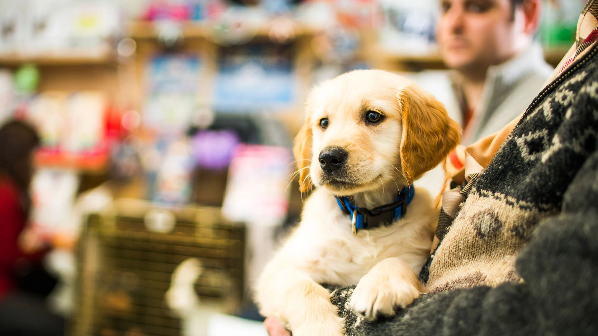 labrador puppy at vets