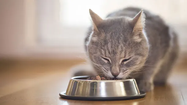 cat eating from a bowl