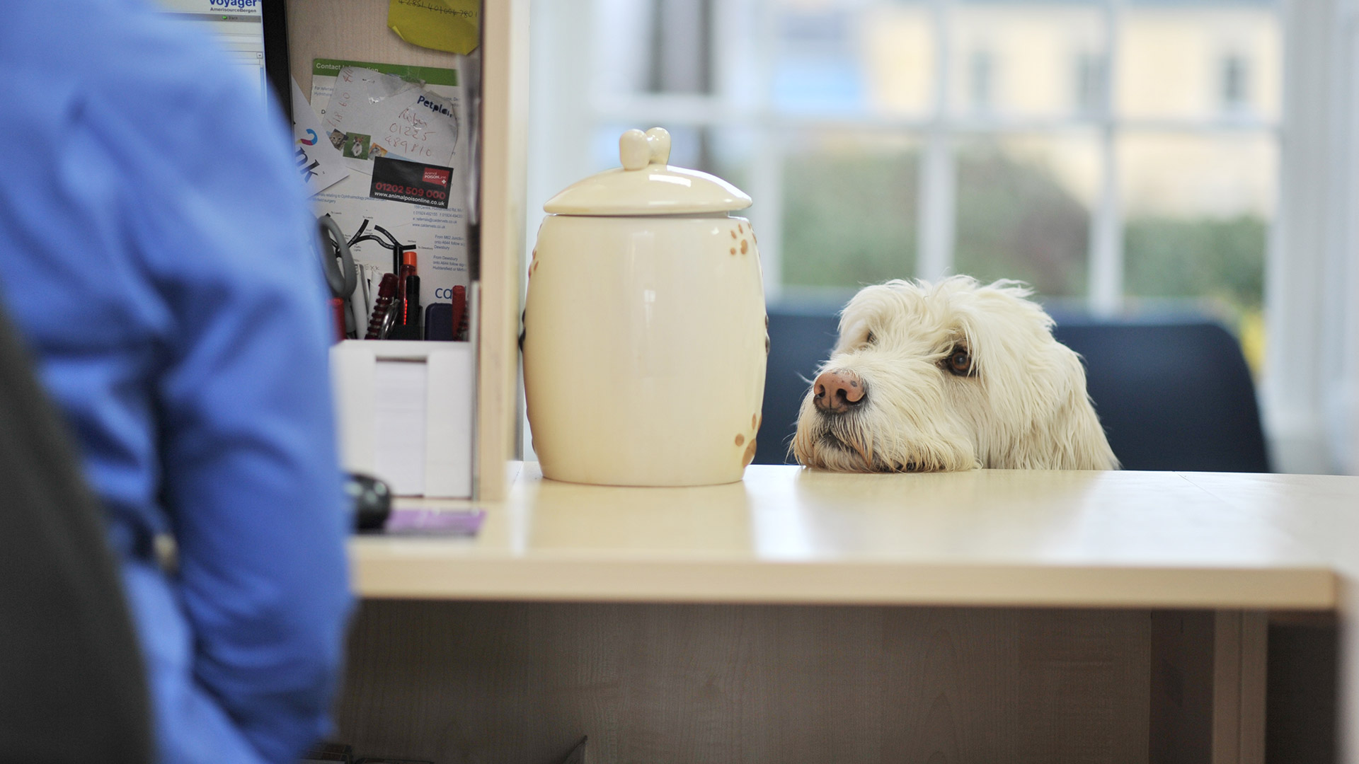 dog looking at treats jar