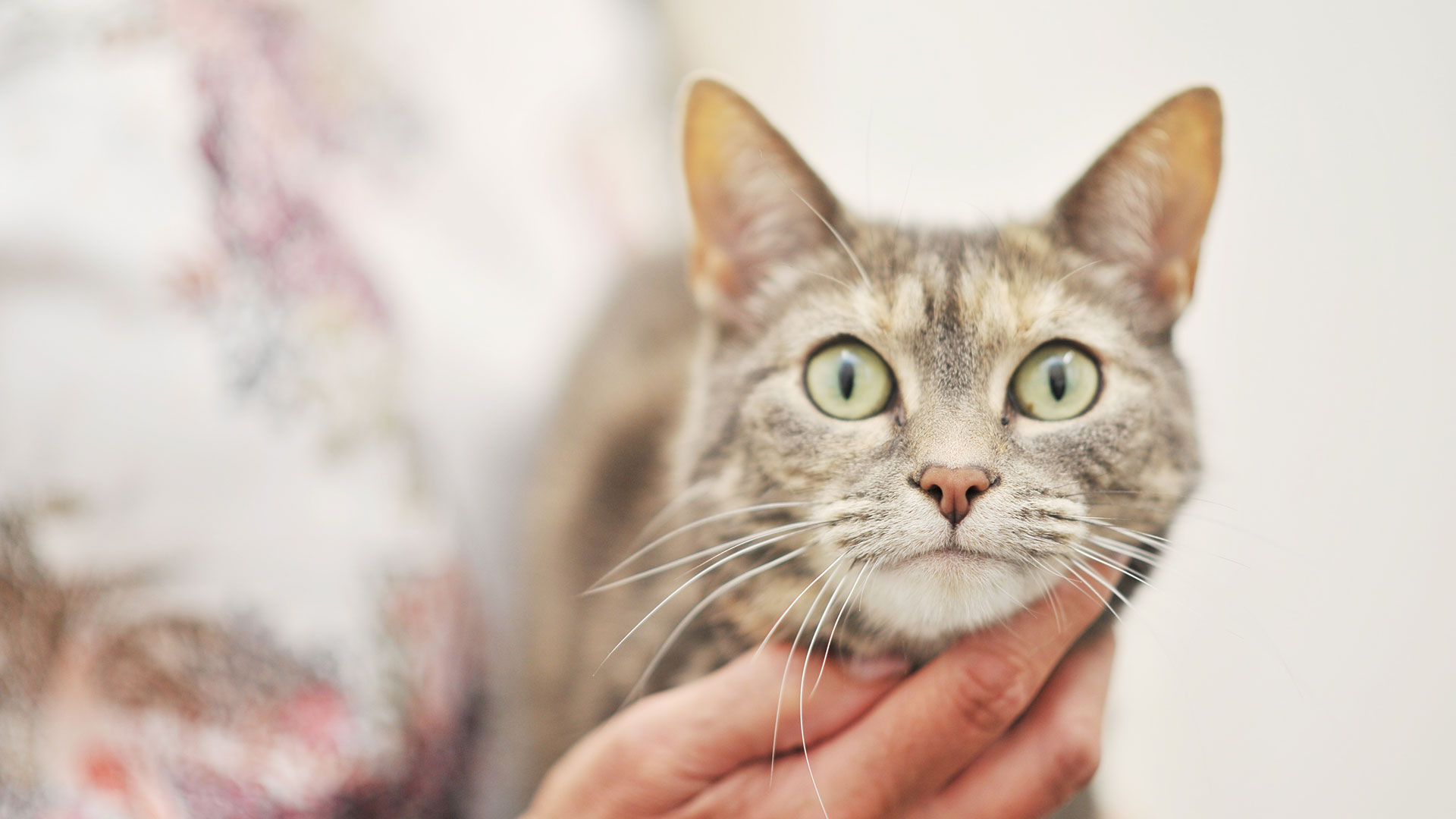 attentive cat