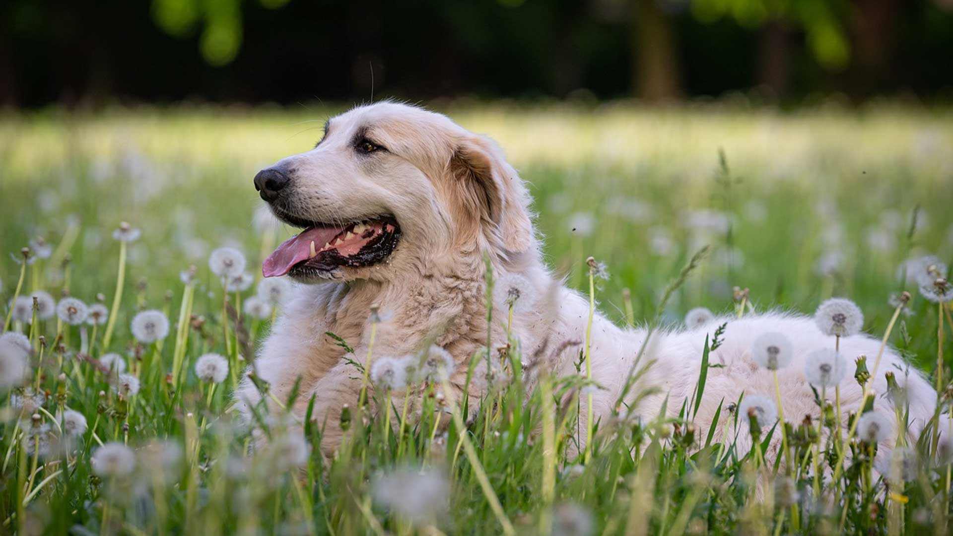 dog in dandelion field