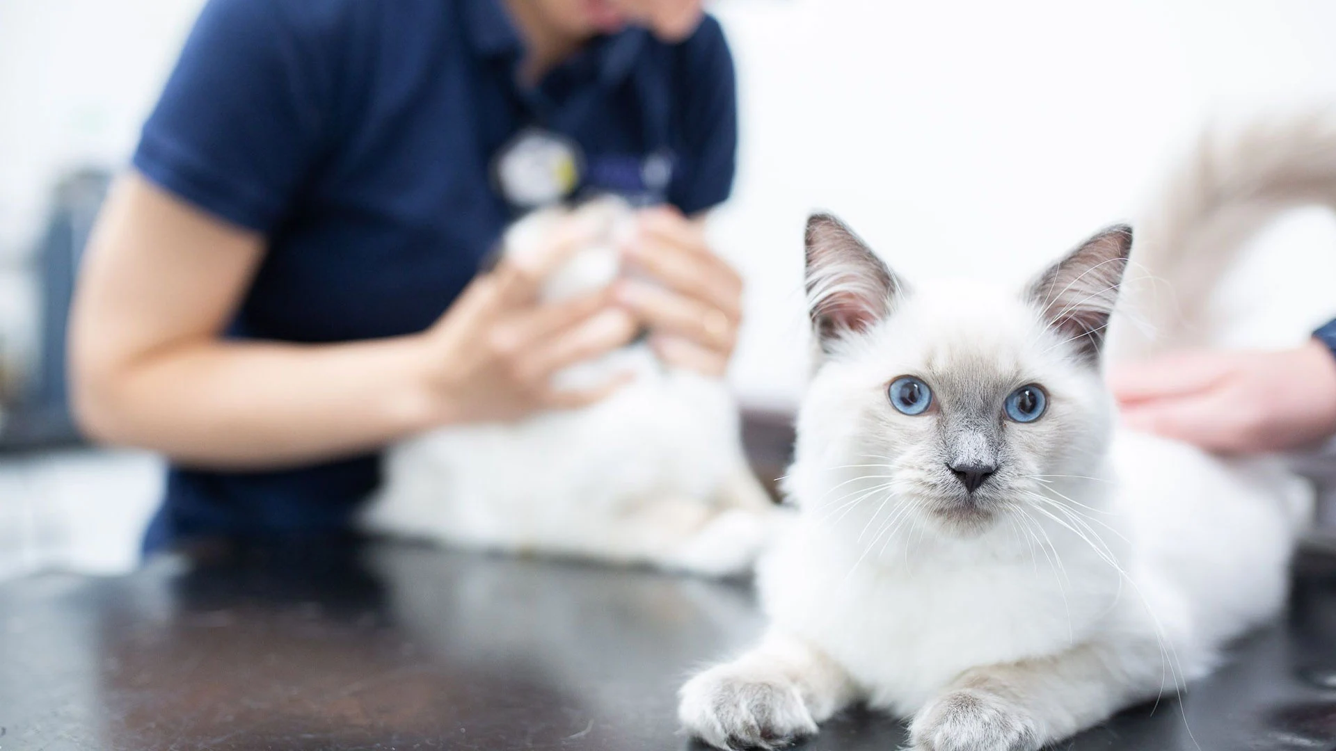 two cats in consultation
