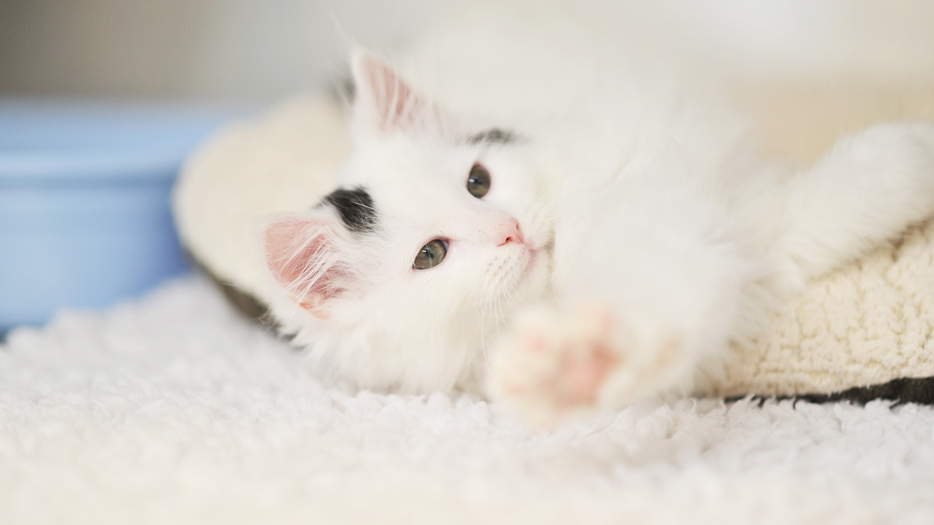 relaxed white cat