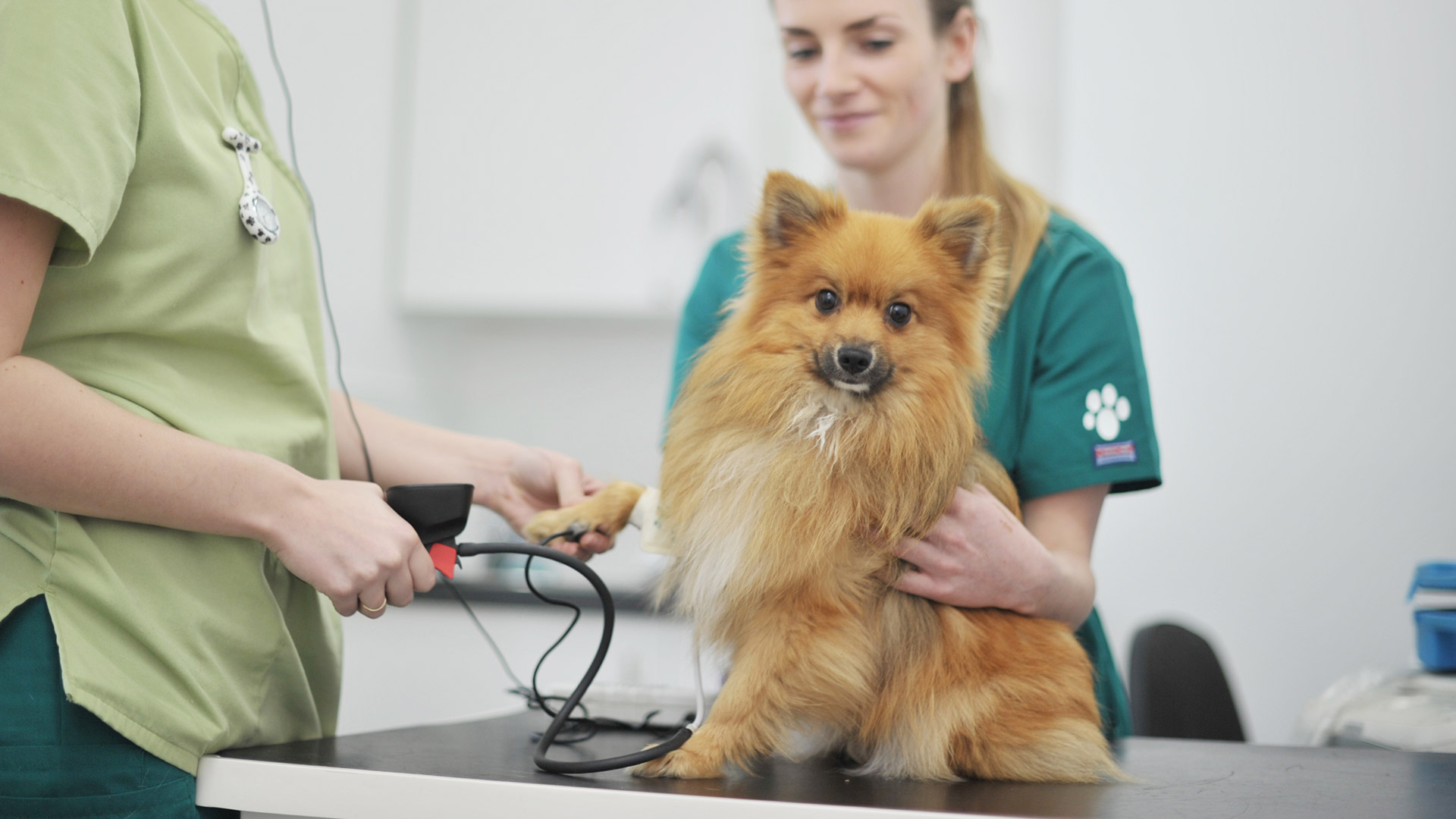 dog consultation