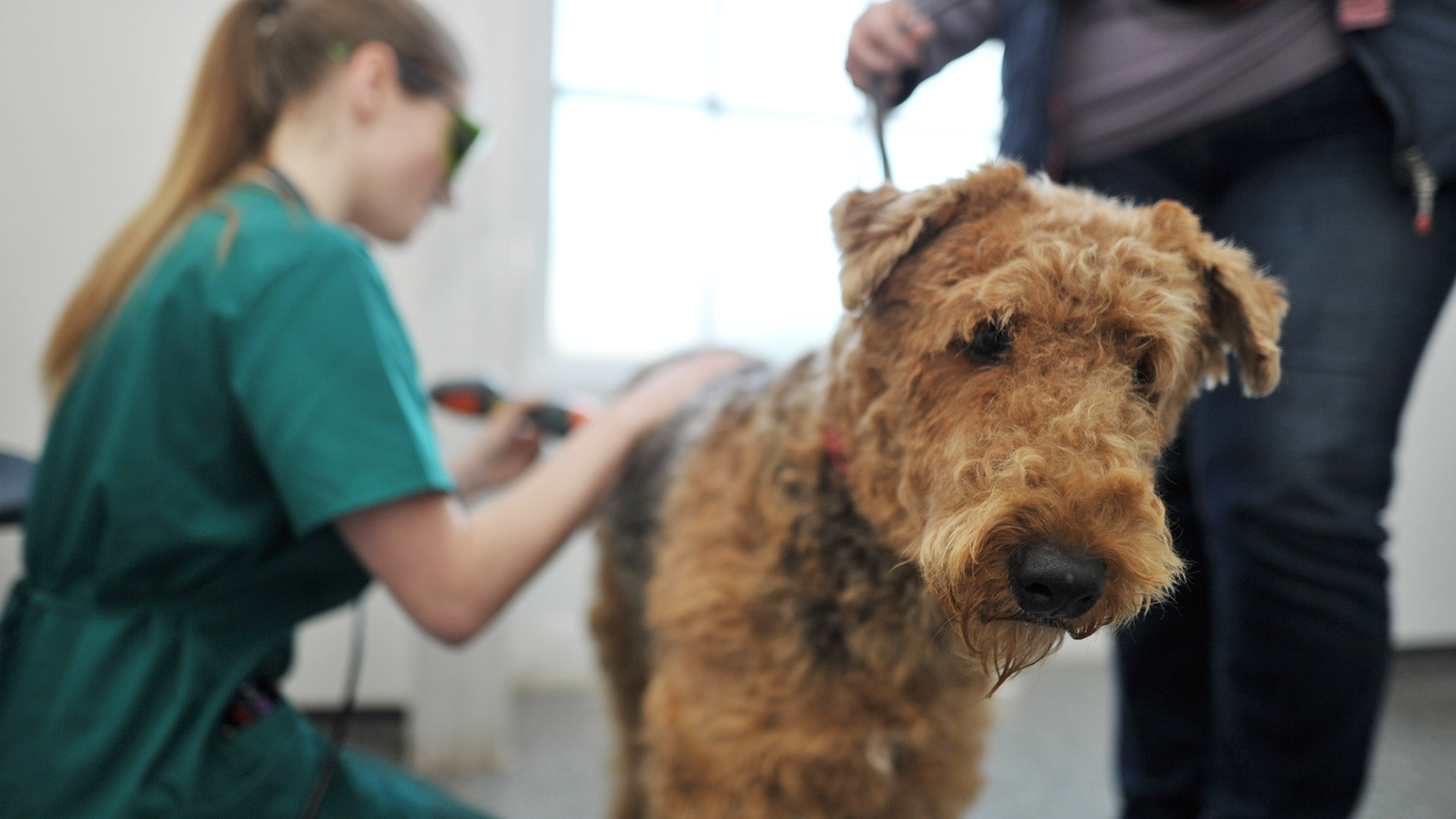 laser therapy large dog