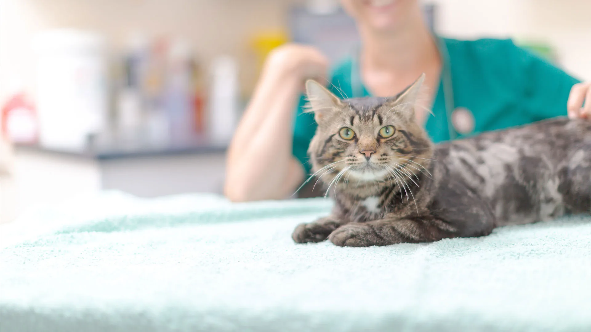 Relaxed cat on consultation table