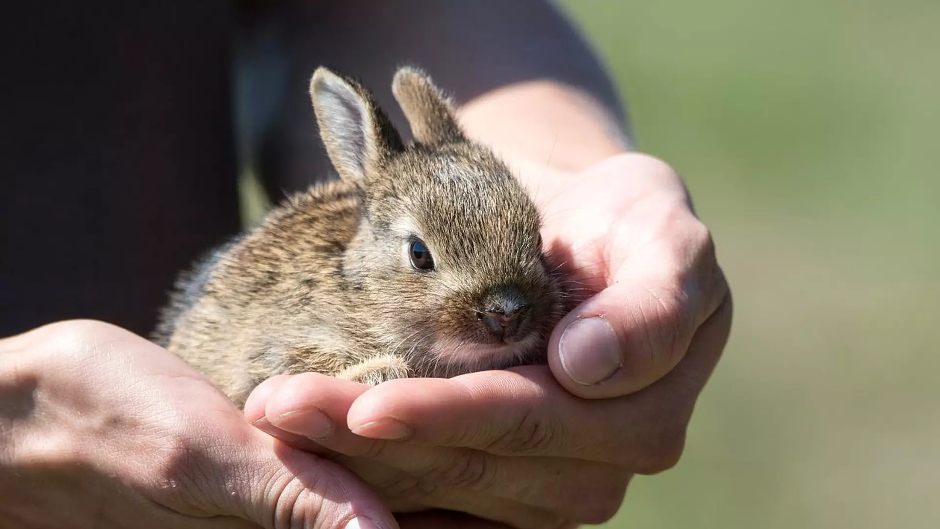 small bunny in vet's hands