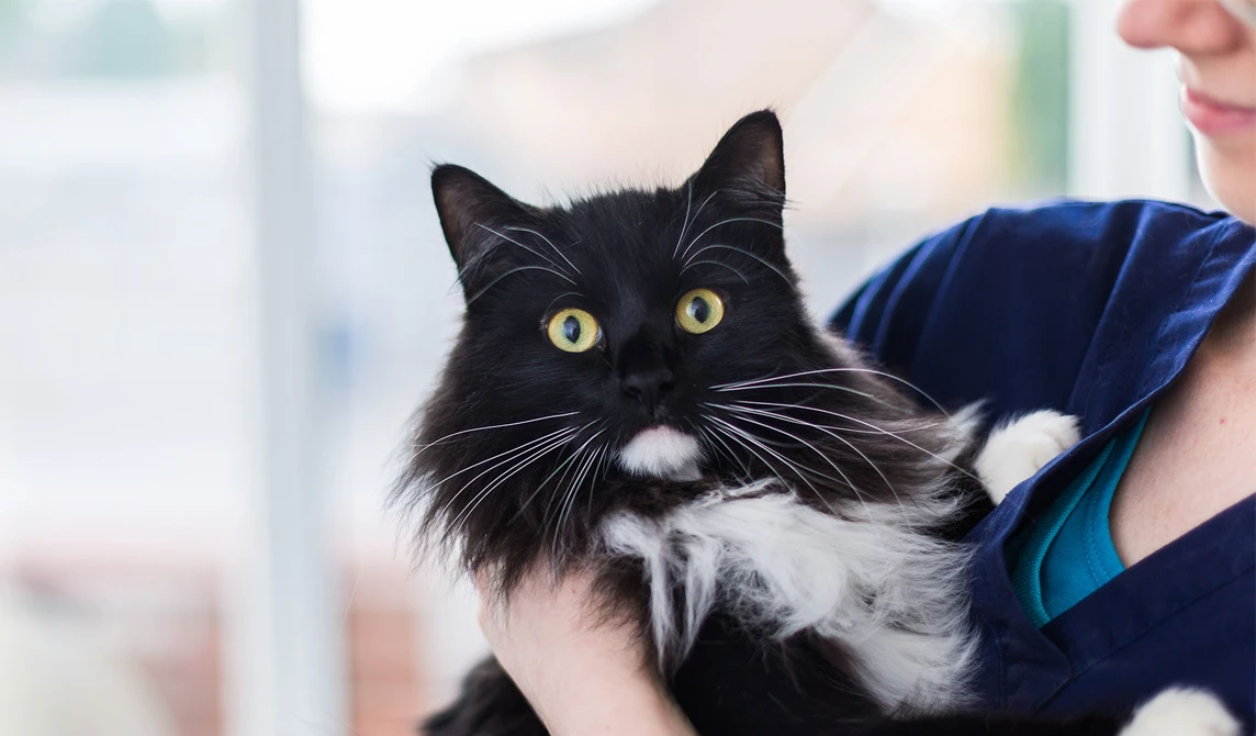 vet holding black and white cat with yellow eyes