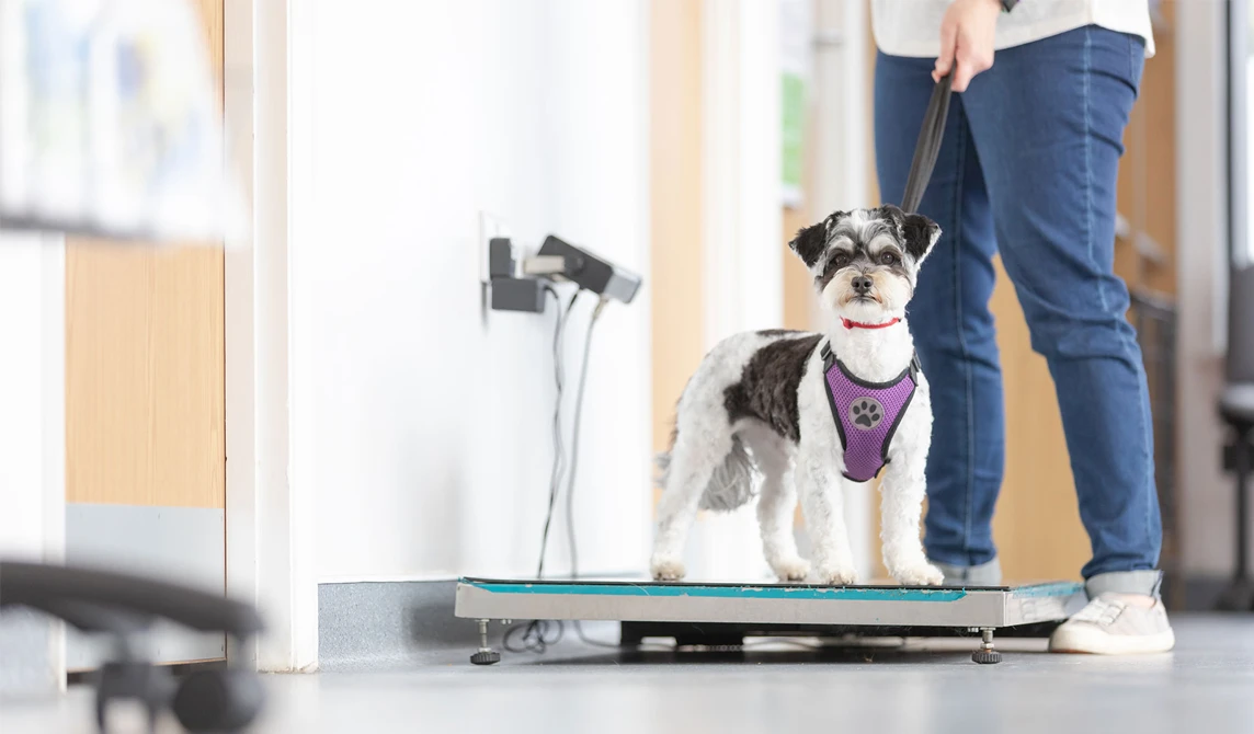 dog on weighing scales at vets
