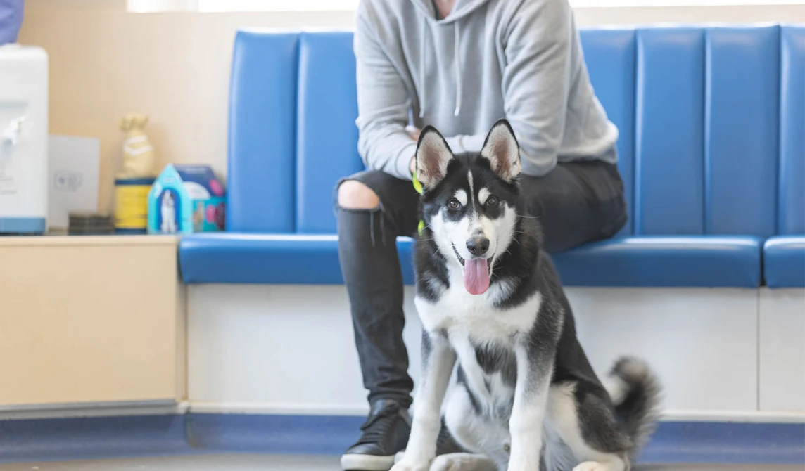 dog sitting in vet waiting room with tongue out