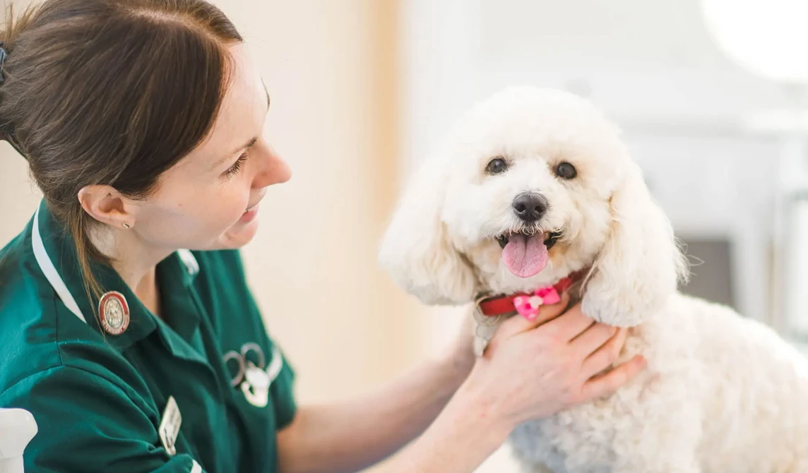 happy white dog with vet nurse