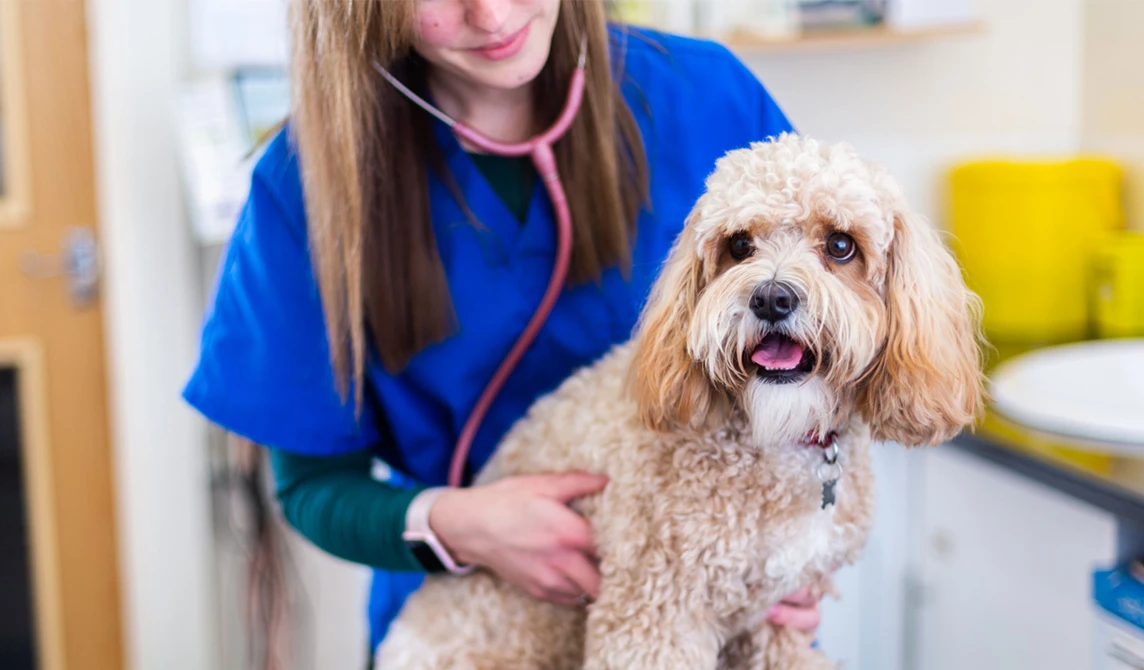 dog being examined by vet with a stethoscope