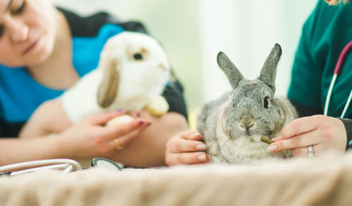two rabbits with vet and vet nurse