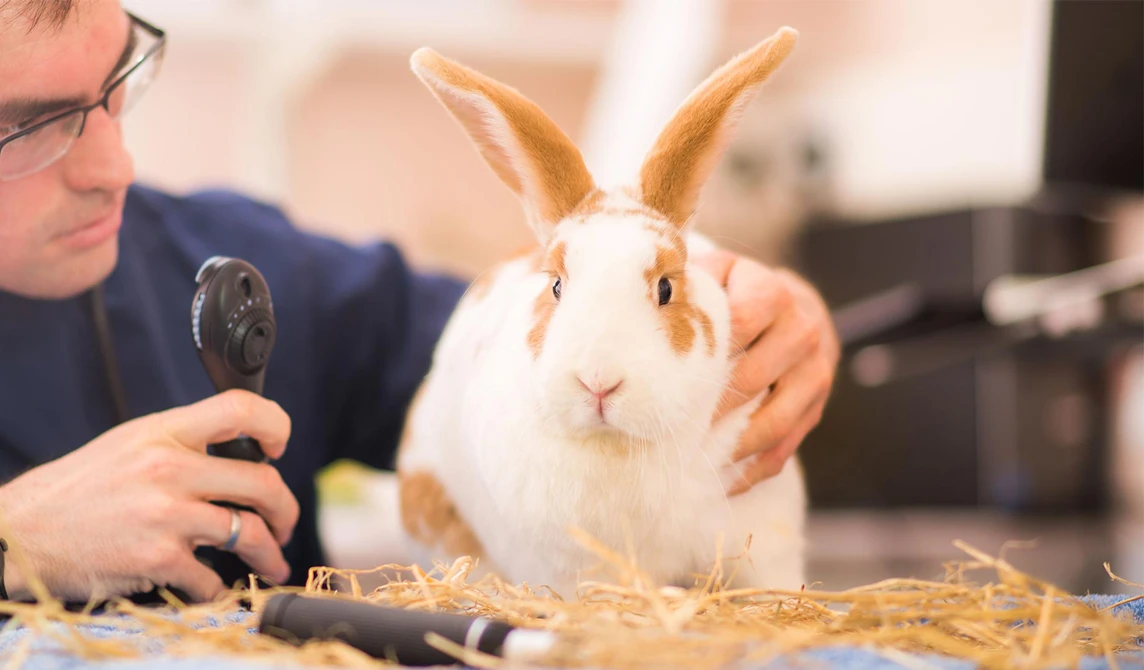 white and ginger rabbit having eyes checked by vet