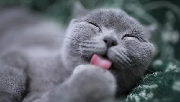 Grey cat grroming