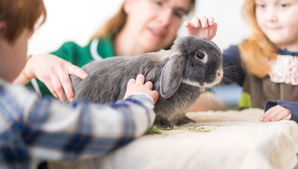 Grey rabbit on vet table
