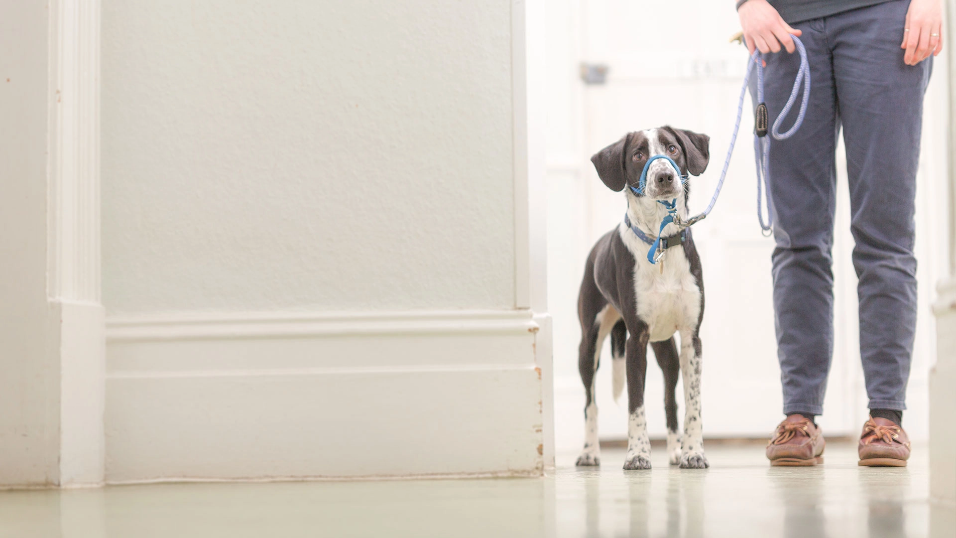 Black and white dog on lead in clinic