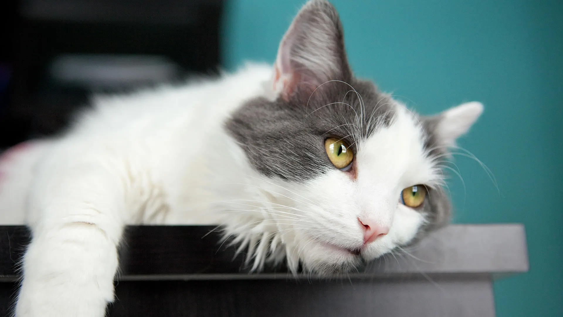 Grey and white cat laying down