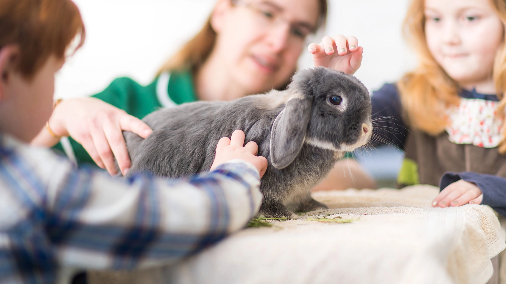 Grey rabbit on vet table