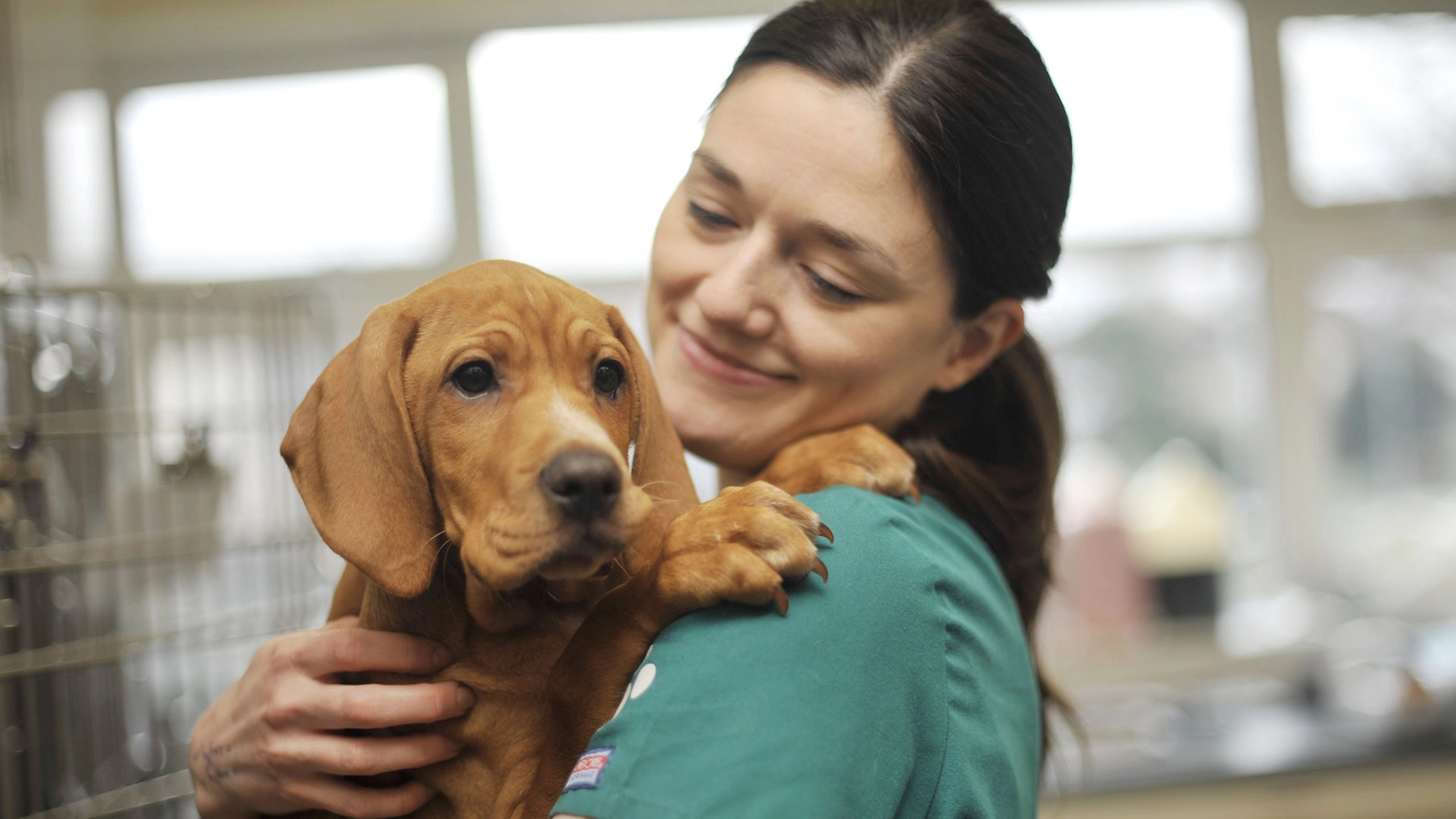 Puppy held by veterinary nurse