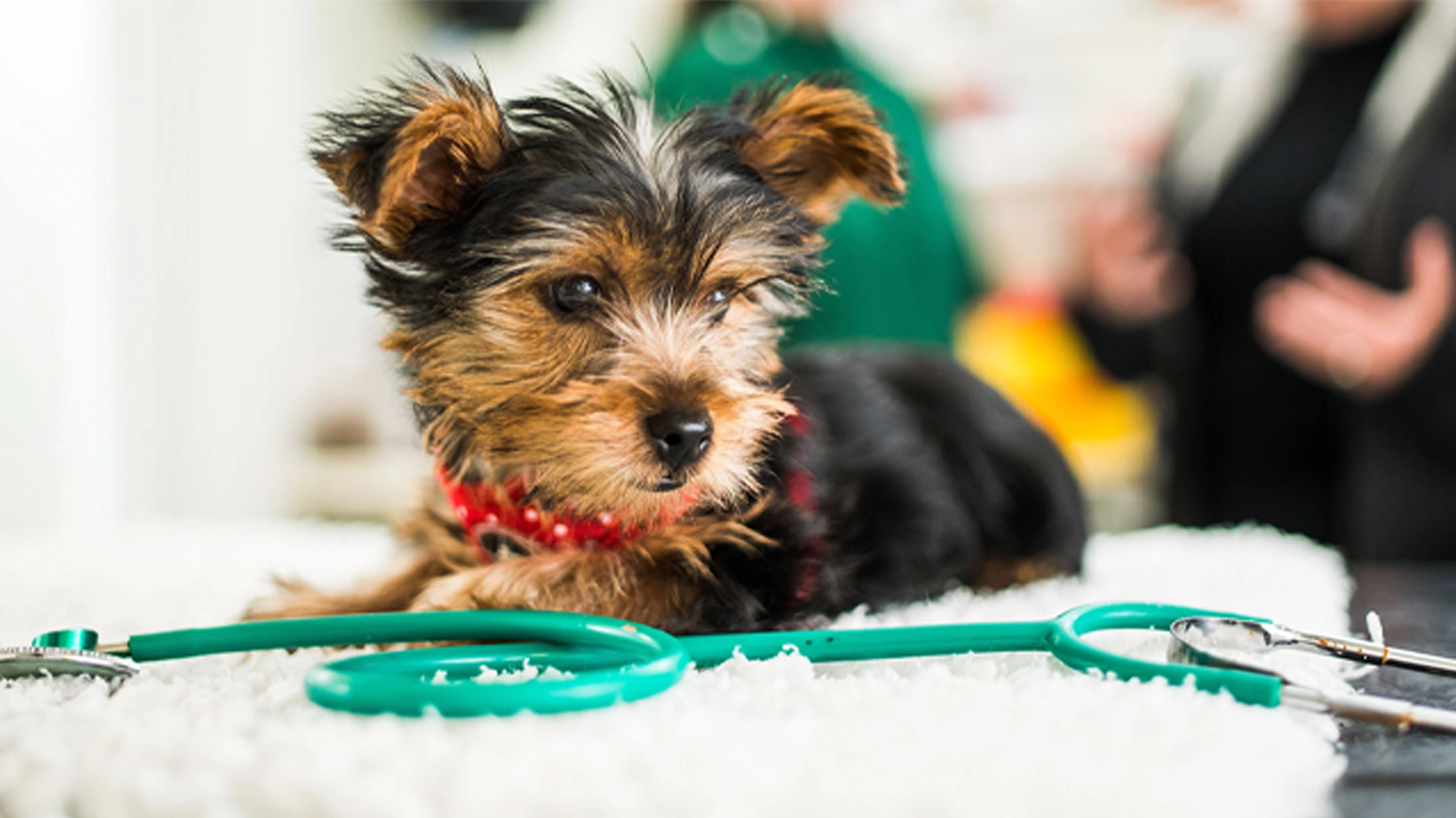 Small black and brown fluffy dog