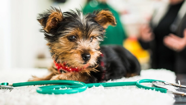 small black and brown furry dog