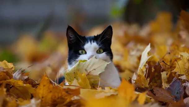 black and white cat hidden in autumn leaves
