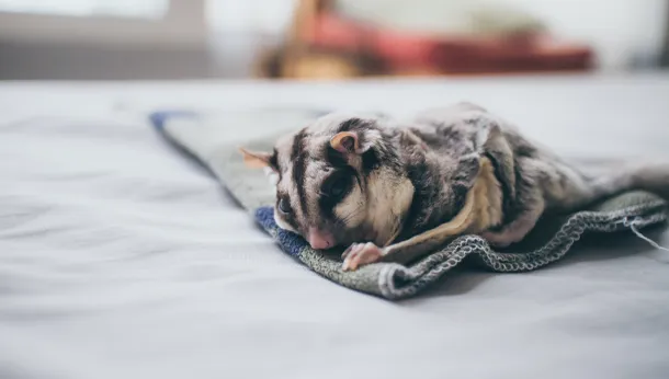 chinchilla sleeping