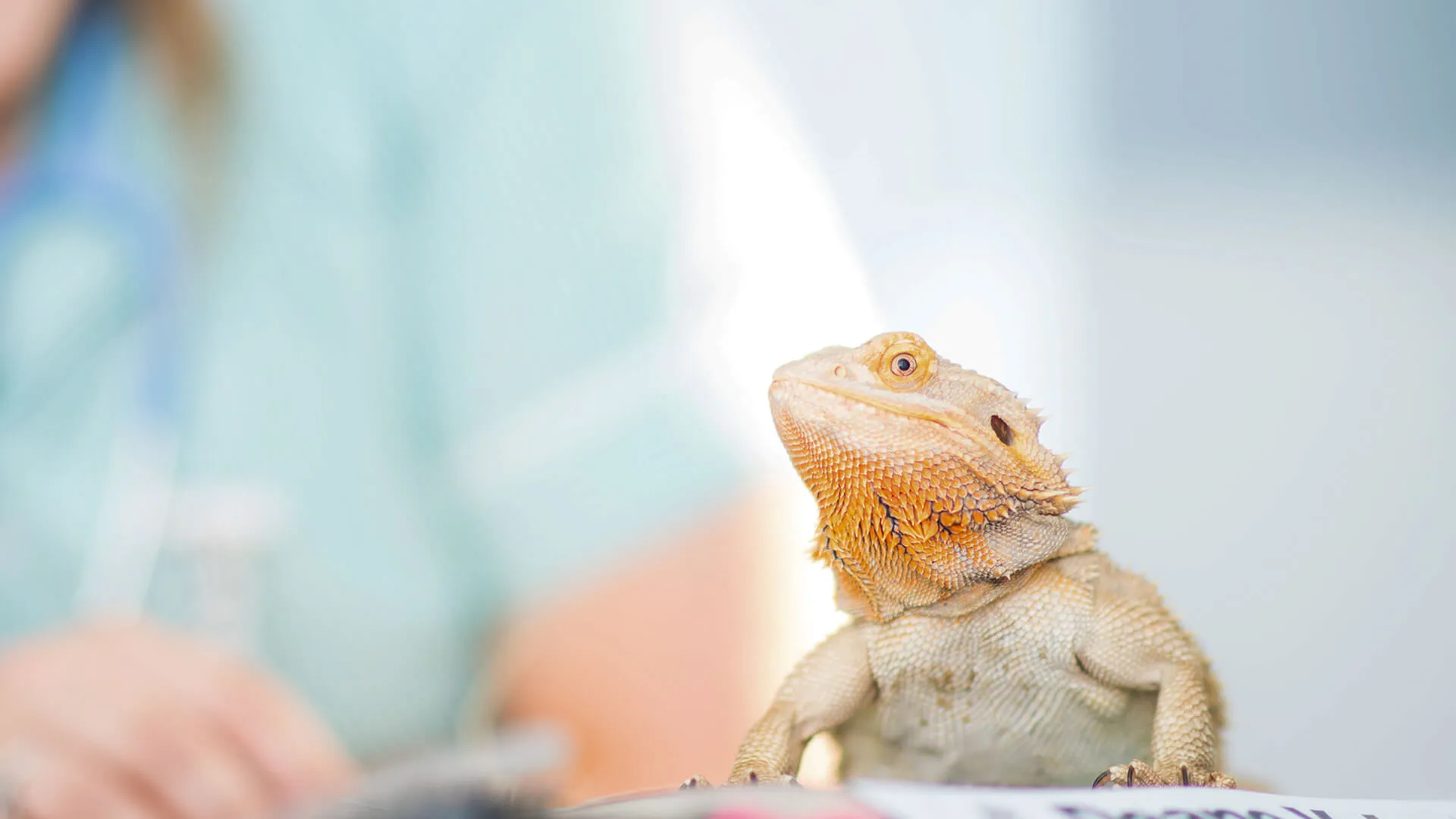 exotic pet lizard