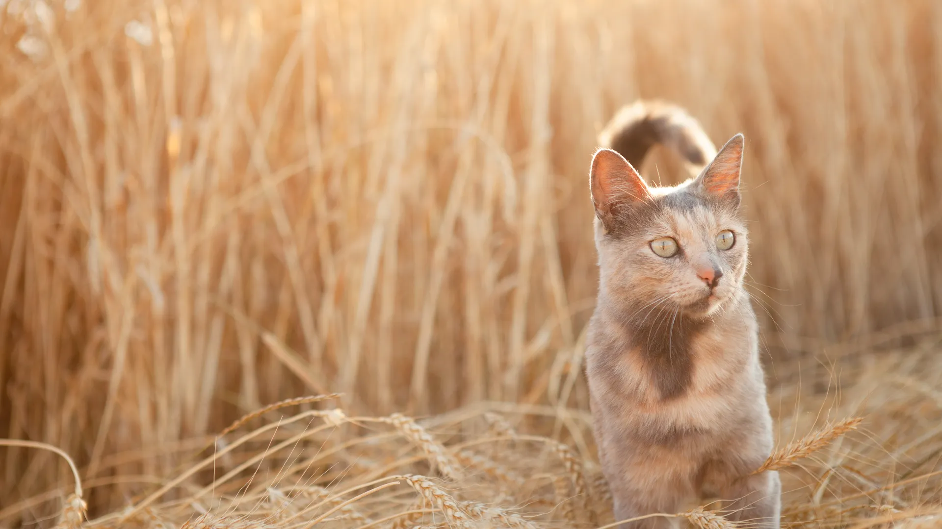 beige cat in wheat field