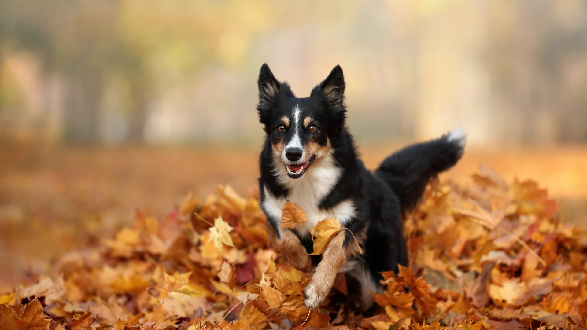 border collie running through autumn leaves