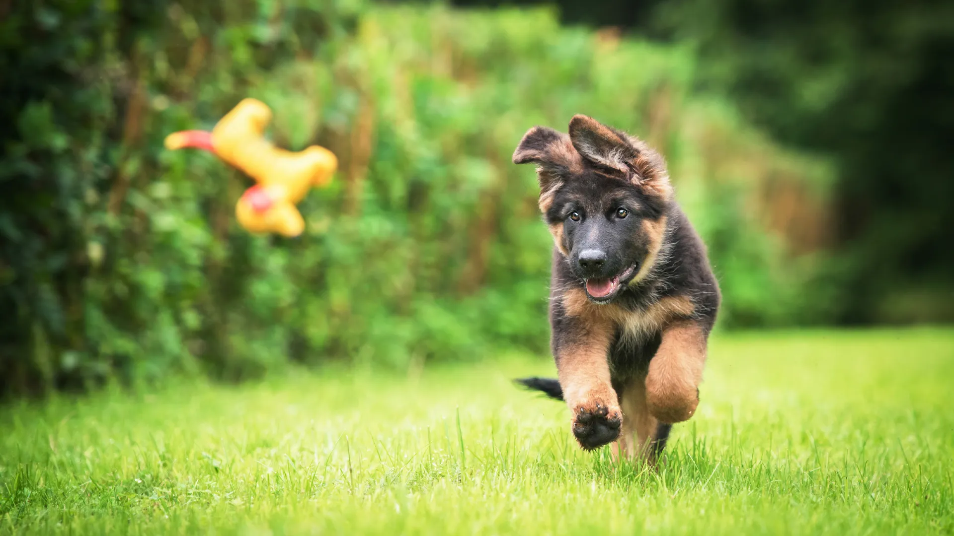 German shepherd puppy chasing a toy
