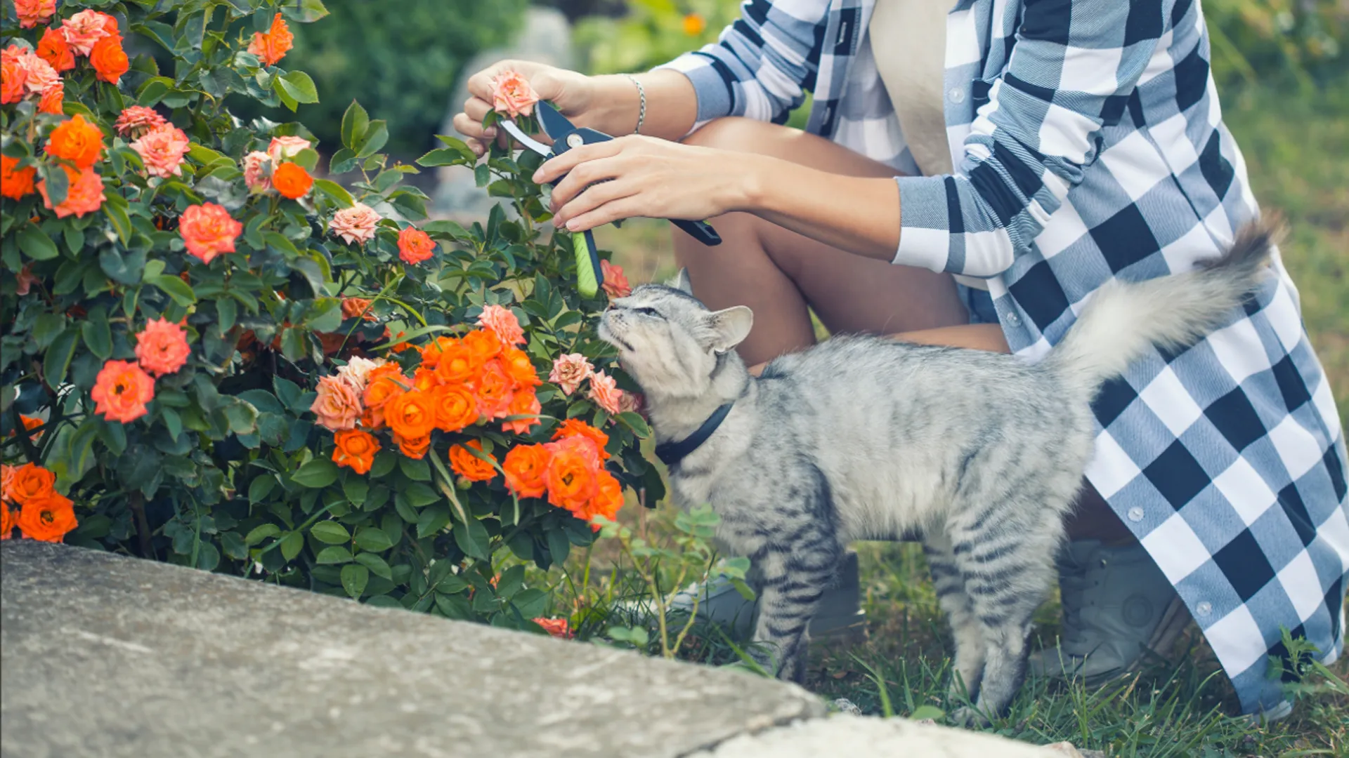 grey cat sniffing orange flowers with gardener in background
