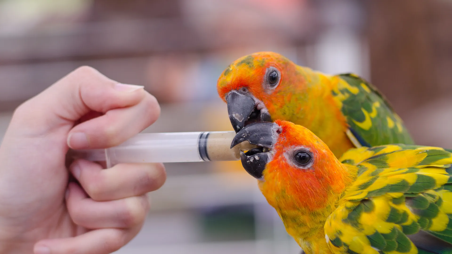 two budgies eating from a syringe