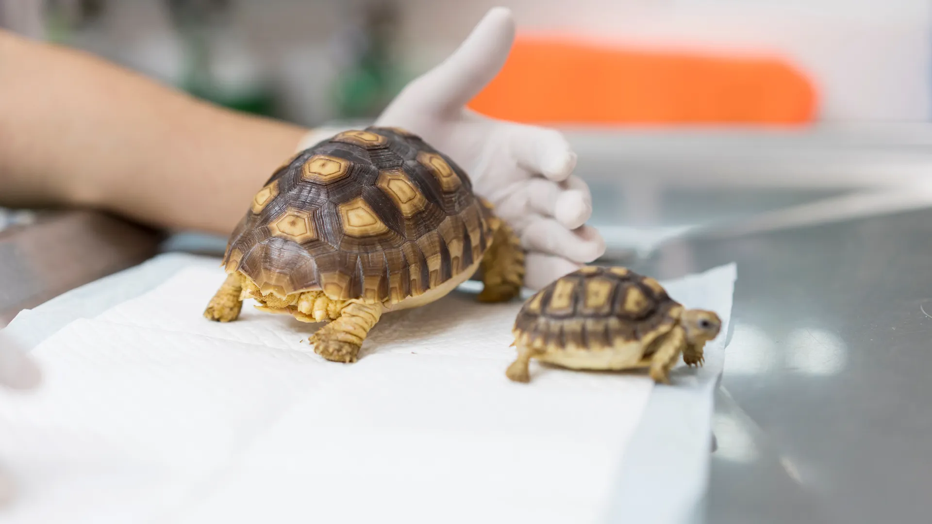 two tortoises