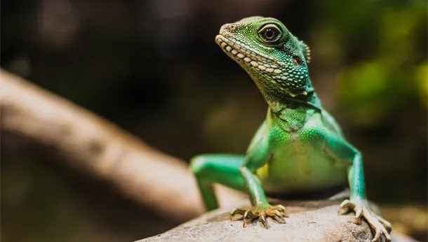 lizard sitting on branch