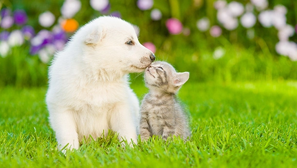 puppy and kitten sitting in grass
