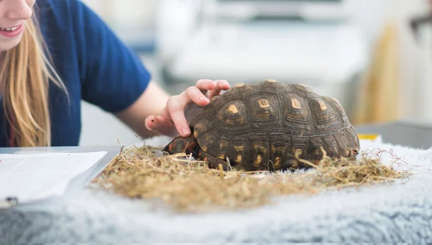 tortoise check up